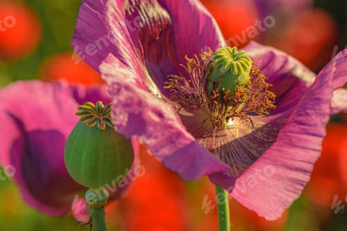 Preview: Close up of opium poppy seed flower head blooming in cultivated agricultural field