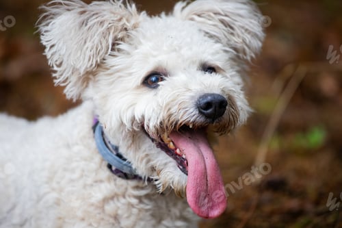 Preview: Pumi dog portrait in the forest