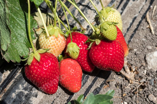 Preview: Strawberry field