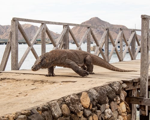 Preview: Beautiful shot of a Komodo dragon on the wooden pier