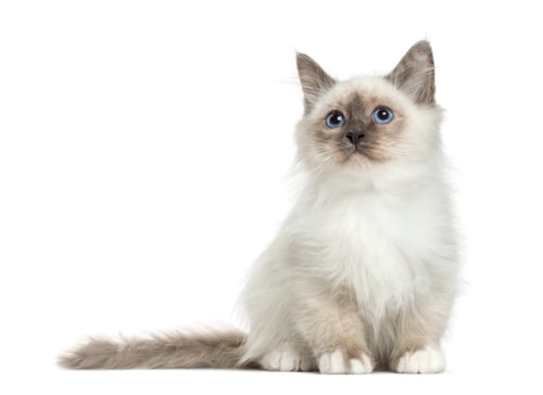 Preview: Birman sitting, 3 months old, isolated on white