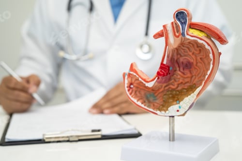 Preview: Stomach disease, doctor with human anatomy model for study diagnosis and treatment in hospital.