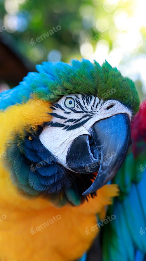 Preview: Macaw in yellow and blue