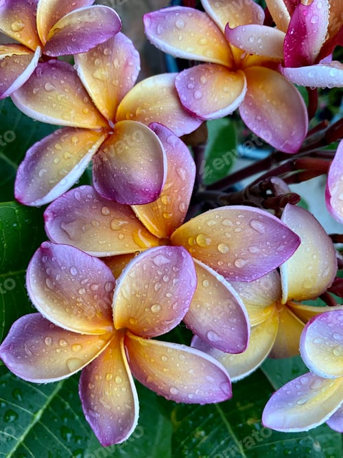 Preview: Frangipani Flowers in the Rain