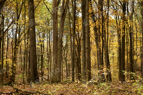 Preview: Edge of a forest with tall trees during autumn