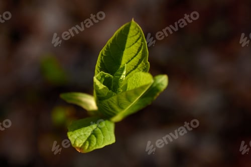 Preview: Abstract Spring Green Leaves
