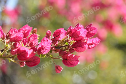 Preview: Pink bougainvillea flowers in spring