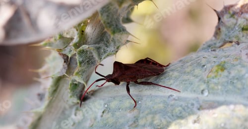 Preview: Weevil beetle on thorn. Nature background.