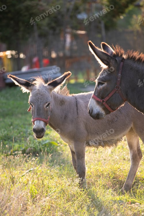 Preview: Donkeys grazing in the summer meadow