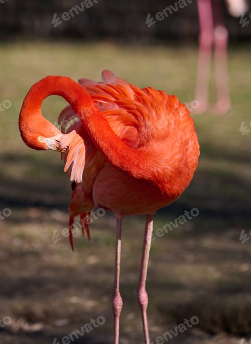 Preview: A pink flamingo cleans its feathers on a spring day