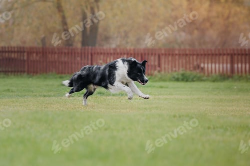Preview: Dog frisbee. Dog catching flying disk in jump, pet playing outdoors in a park. Sporting event, achie