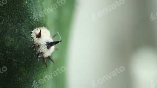 Preview: close up thorn of green cactus plant.