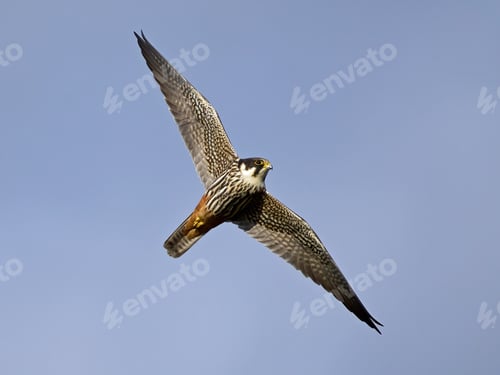 Preview: Eurasian hobby (Falco subbuteo)