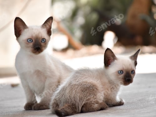 Preview: Beautiful adorable old style siamese blue point shorthaired cat, thai cat with amazing blue eyes.