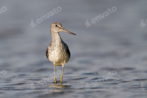 Preview: Common greenshank (Tringa nebularia)