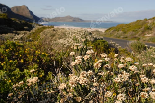 Preview: Coastal view and wild flowers, Cape of Good Hope, South Africa