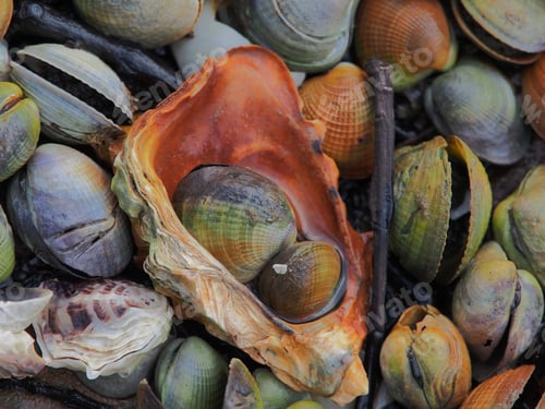 Preview: Closeup of colorful cockle and oyster shells on beach in Auckland, New Zealand