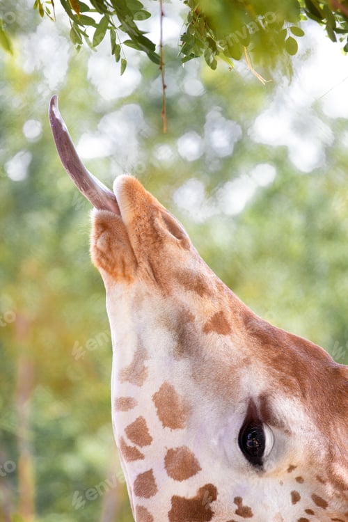 Preview: Giraffe eating green leaves