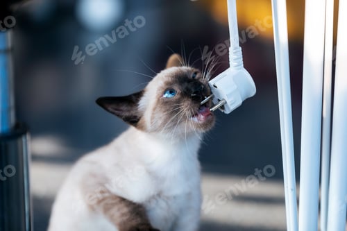 Preview: Little siamese kitten playing with the laptop cable in living room at house.
