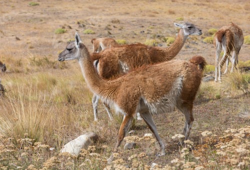 Preview: Guanaco