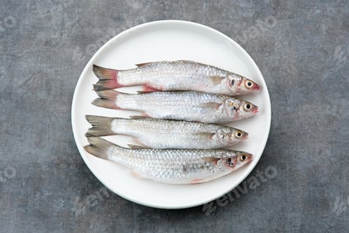 Preview: Ikan Belanak or Moolgarda seheli