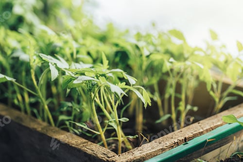 Preview: Lots of tomato bushes in the sun, Earth day