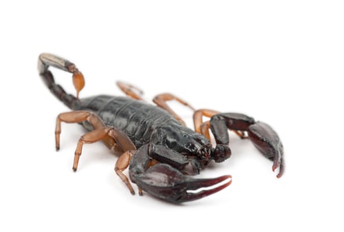 Preview: European Yellow-Tailed Scorpion, Euscorpius flavicaudis, against white background