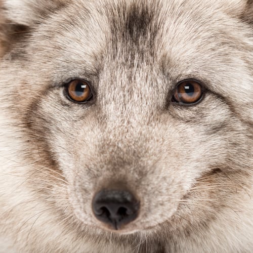 Preview: Close-up of a Arctic fox, Vulpes lagopus, also known as the white fox, polar fox or snow fox