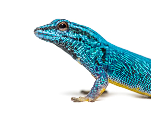 Preview: Electric blue gecko looking at the camera, Lygodactylus williamsi, isolated