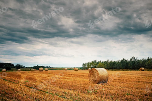 Preview: Bales on a field