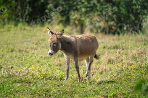 Preview: Young Donkey (Equus africanus asinus)