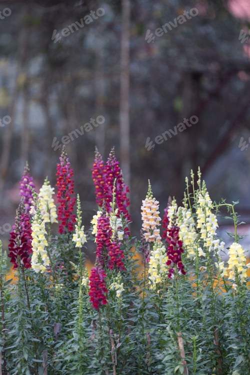 Preview: Flowers plantation in Da Lat. Vietnam