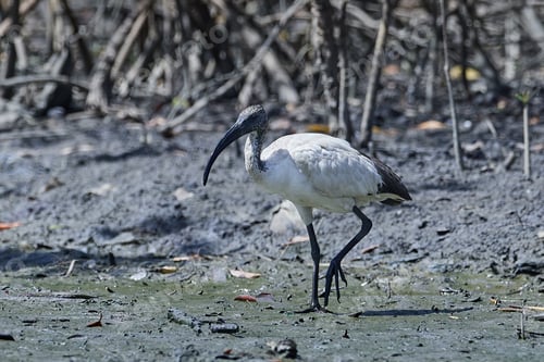 Preview: African sacred ibis (Threskiornis aethiopicus)
