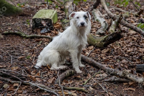 Preview: Closeup shot of a terrier gun dog sitting on the soil in Oxfordshire, UK