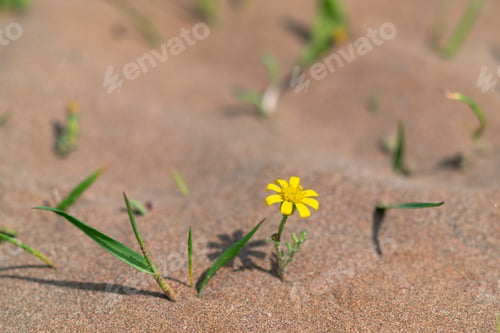 Preview: Yellow flower survivor in hot desert
