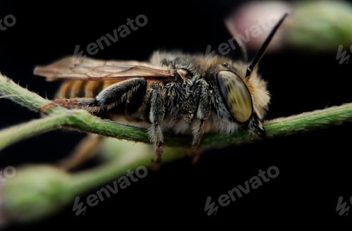 Preview: Insect