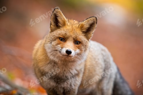 Preview: Close-up of red fox standing in autumn forest