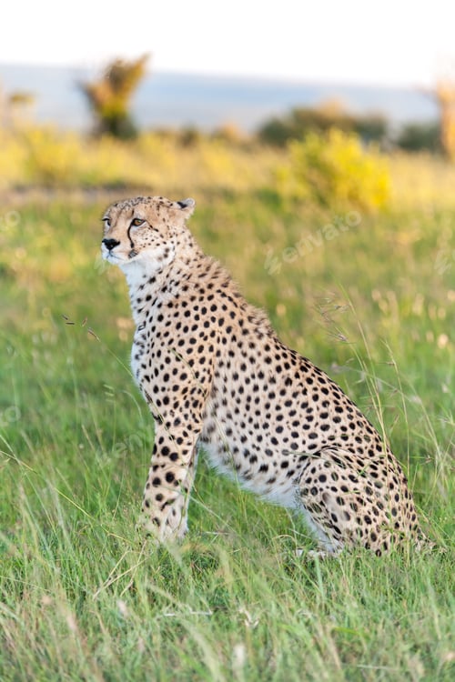 Preview: cheetah