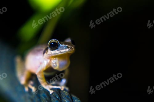 Preview: Frog in the Choco Rainforest at night, Ecuador. This area of jungle is the Mashpi Cloud Forest in th