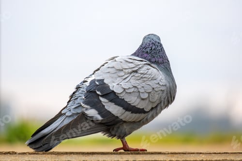 Preview: Closeup of gray pigeon bird on a city street.