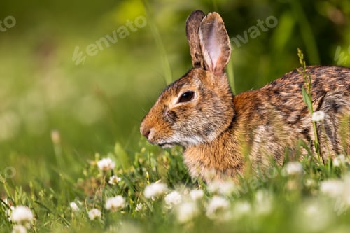 Preview: Closeup portrait of a cute cottontail rabbit sitting in the grass