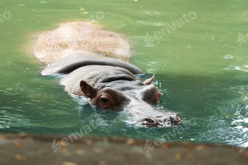 Preview: Big hippopotamus swimming in pond at zoo