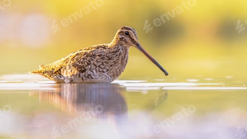Preview: Common snipe wader bird in habitat background