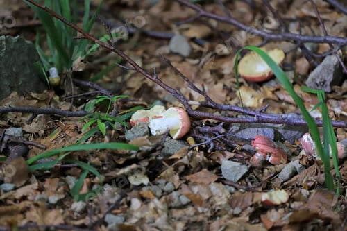 Preview: Close up of wild forest mushrooms in the woods with bokeh background