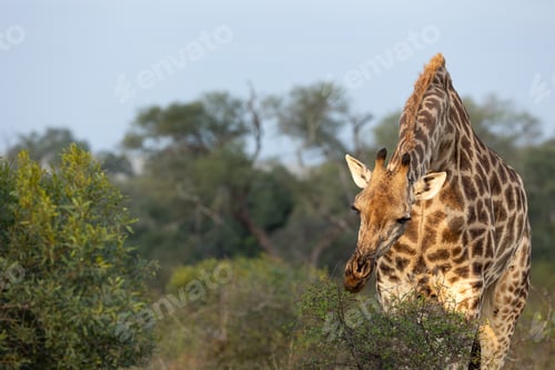 Preview: A giraffe, Giraffa, feeding.