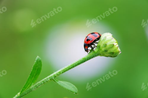Preview: A ladybug on the green bud flower