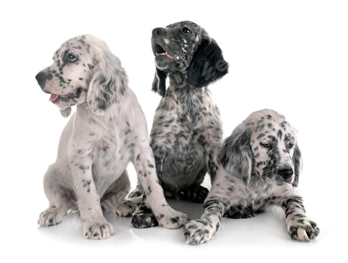Preview: puppies english setter