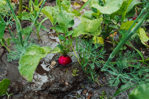 Preview: Growing organic radish in garden soil. Healthy vegetables, food background.