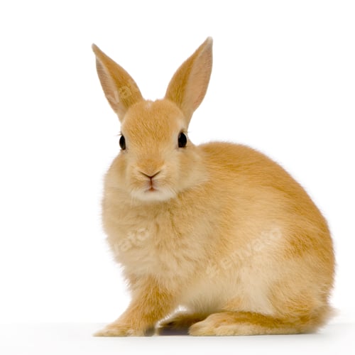 Preview: Rabbit