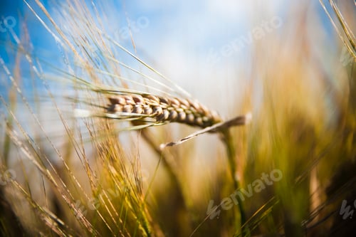 Preview: Wheat field. Ears of golden wheat close up in a rural scenery under Shining Sunlight.